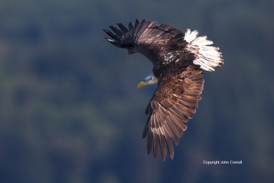 Bald-Eagle;Eagle;Flying-Bird;Haliaeetus-leucocephalus;Photography;action;active;